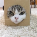 boxcat.webp