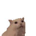 cat-meow-hearts.webp