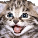 happycat.webp