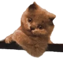 heycat.webp