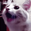 hypecat.webp
