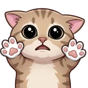 meow-cat.webp
