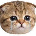 sadcat.webp