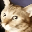 watcat.webp